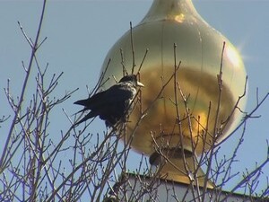 В народе уже давно подтвердилось мнение, что грач…