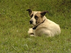 Согласно статистике, в Подмосковье участились случаи…