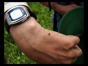 Иксодовые клещи — эта группа насчитывает 680 видов…