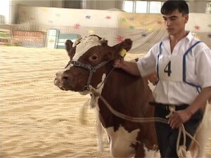 Уже 13-ый год подряд в Раменском районе проводится…