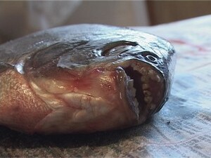 Необычный улов оказался недавно в руках у одного из…