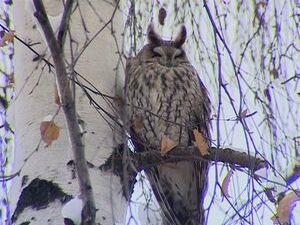 В районе платформы 47 км поселился необычный обитатель…