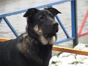 За последние годы  в Раменском районе, и не только…