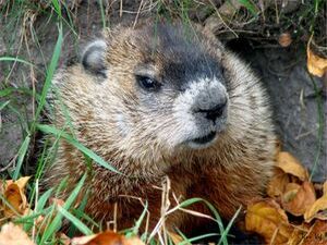 Сурок-метеоролог Фил — самое популярное животное на…