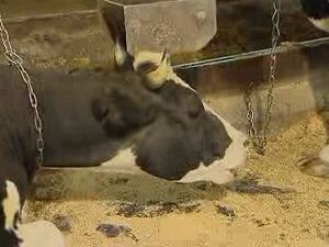 Вчера в Раменском выясняли кто лучше может подоить…