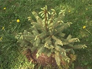 Не так давно представителя Управления экологии высадили…