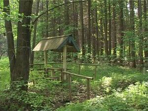 На днях наша съемочная группа побывала в одном из лесных…