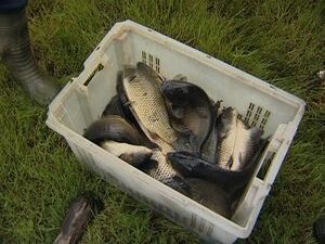 Воды Борисоглебского озера часто привлекают рыбаков…