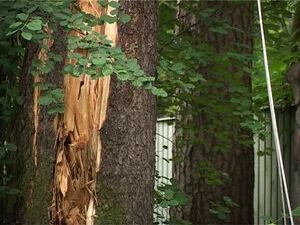 По Подмосковью пронёсся сильный ураган, затронувший и…