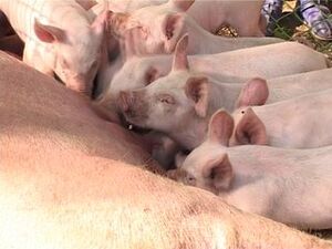 На Раменском республиканском ипподроме прошла ежегодная…