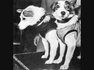 19 августа, ровно 50 лет назад, в космос впервые были…