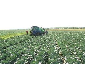 Одно их самых крупных сельхозпредпритяий района ЗАО…