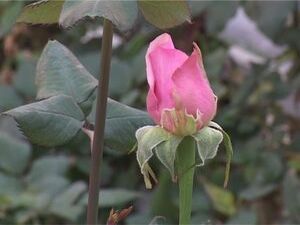 В прошедшее воскресенье в России праздновали день…