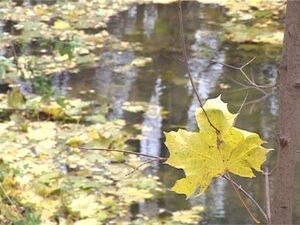 Низкий уровень воды в Борисоглебском озере уже давно…