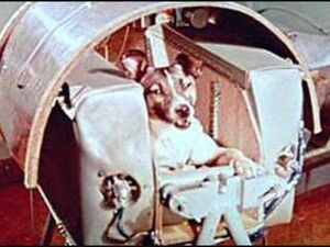 3 ноября 1957 года Советская собака-космонавт по кличке…