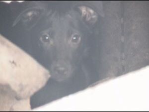 Наша телередакция принимает множество звонков от жителей…