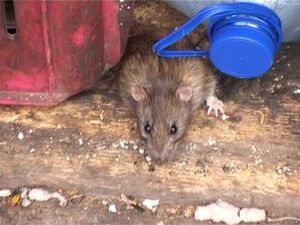 С наступлением холодов возросло количество  крыс…