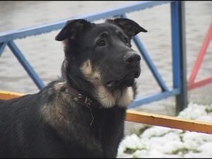 Вчера в студию Раменского телевидения поступил тревожный…