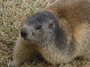 Традиционно 2 февраля в Соединённых штатах Америки…