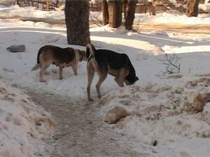 28 февраля на территории детского сада № 17 бродячая…