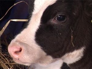 На агрофирме ООО «Вохринка» молодняк обслуживает…