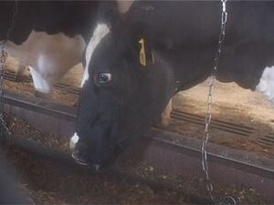 ООО «Вохринка» производит молоко и мясо. Уже много лет…