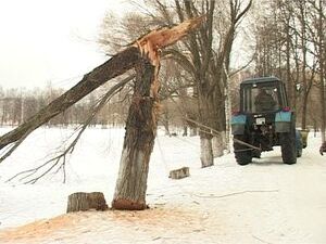 На озере Пионер началась опиловка аварийно-опасных…