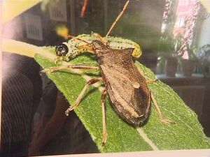 Федеральному государственному учреждению «Всероссийскому…