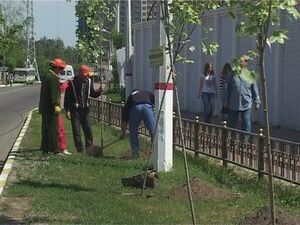 Сегодня сотрудники экологической службы сажали молодые…