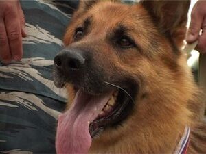 21 июня кинологической службе России исполнилось 102…