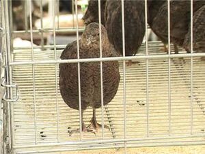 На профессиональный конкурс «Звёзды Подмосковья…