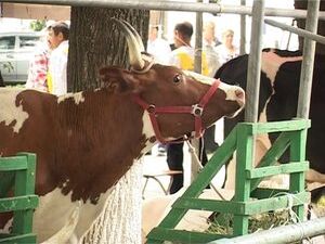 На профессиональный конкурс «Звёзды Подмосковья…