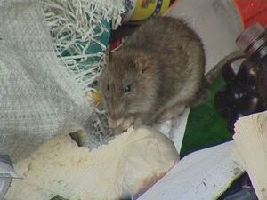 Инспекторы Госадмтехнадзора продолжают борьбу с…