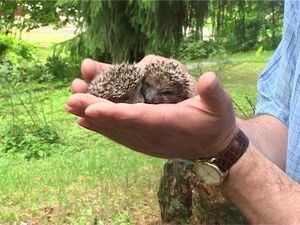 Необычные гости поселились на территории городского…