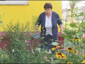 Могут ли в городе вырасти подсолнухи? Многие сомневаются…