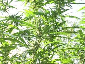 Места в Раменском, где можно найти целые поля конопли…