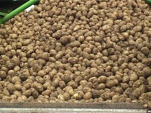 В ЗАО Чулковское продолжается уборка урожая.