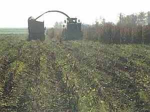 На полях Раменского района продолжается уборка урожая…