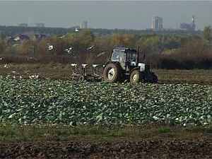 Предприятие ООО Чулковское одно из ведущих в овощеводстве.