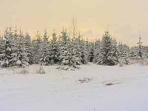 В предпраздничные дни на территории Ульянинского…