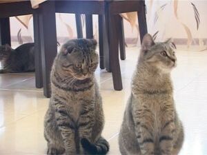 1 марта по стихийно сложившейся традиции в России…