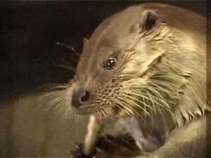 На вопрос, чем примечательна деревня Дементьево местные…