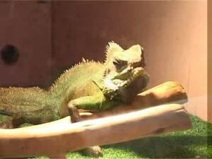 Узнать, какое животное называют агамой бородатой и чем…