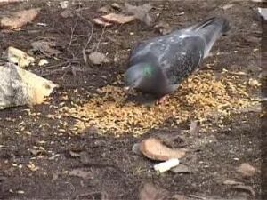 Мусорка разросшаяся не только в пределах контейнера но и…