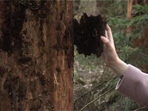 Пока за окном распускается листва, деревья в Рыбхозе…