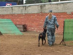 Собаки – незаменимые помощники в розыскной и охранной…