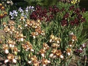 Июнь – пора цветения ирисов. В России их стали разводить…