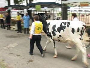 Сразу три хозяйства приняли участие в ежегодной выставке…
