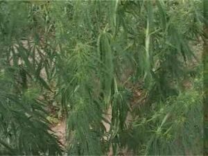 Сотрудниками полиции ведётся активная борьба с…