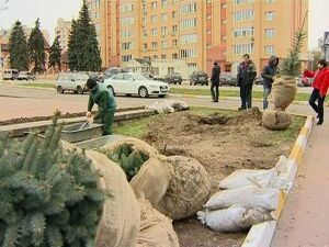 Зелёные ели, которым не страшны ни холод, ни жара стали…